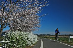 ｻｲｸﾘﾝｸﾞﾛｰﾄﾞの春 小