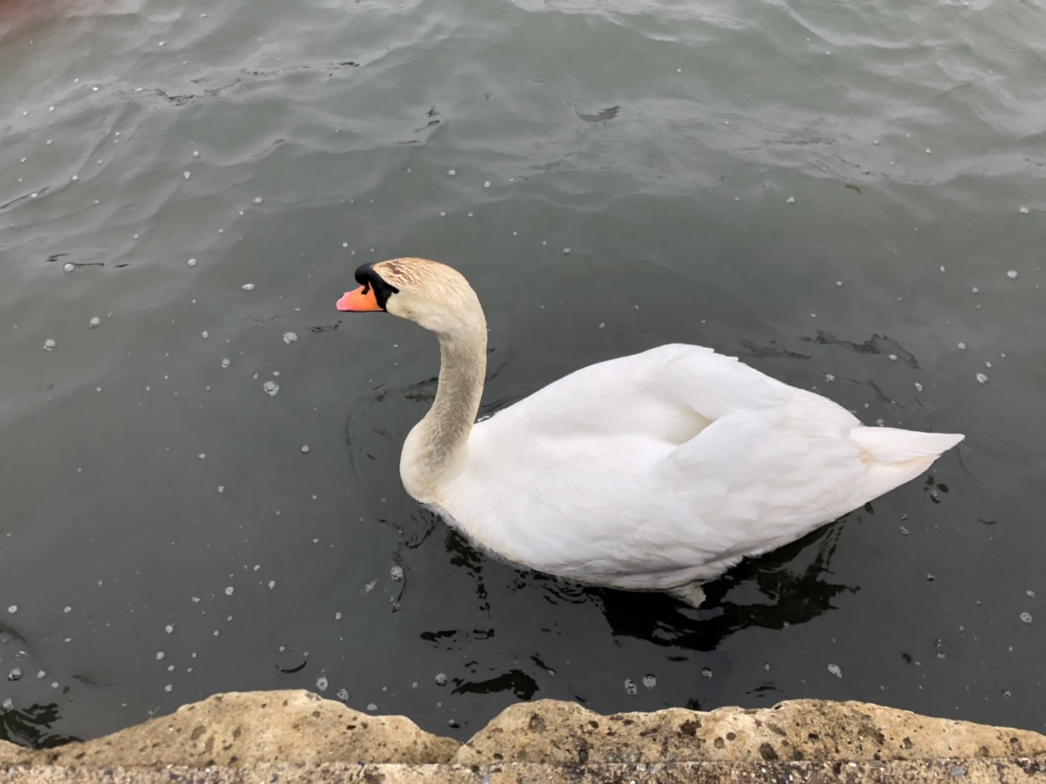 2月3日 白鳥が来ています！｜公益社団法人 佐倉市観光協会 観光施設・イベント情報をご案内